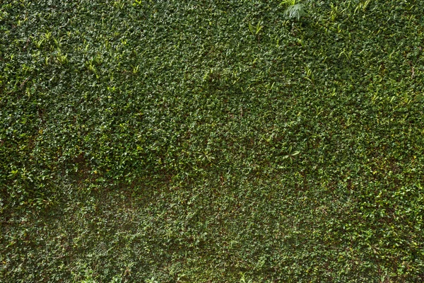Zelený list břečťanu zahrnuty pozadí zeď kamenná zídka — Stock fotografie