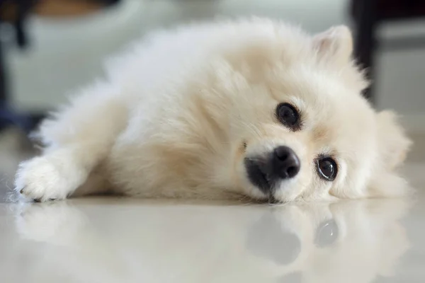 Blanco pomeranian lindo perro — Foto de Stock
