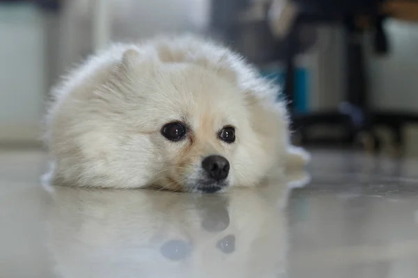 Λευκό pomeranian σκύλος χαριτωμένο — Φωτογραφία Αρχείου