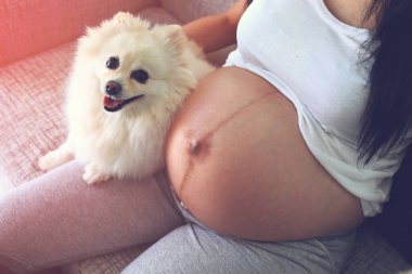 kadın hamile ve pomeranian köpek sevimli hayvanlar