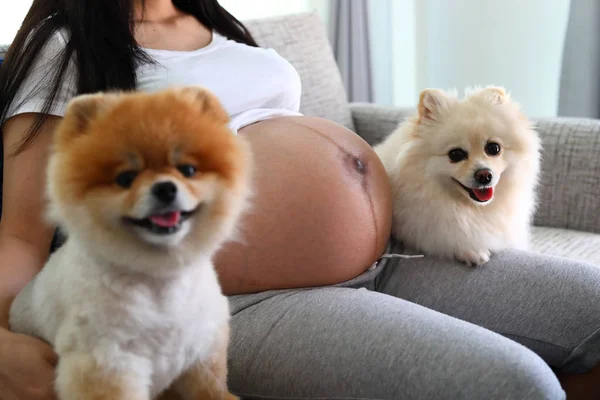 Женщина беременная и померанская собака милые домашние животные — стоковое фото