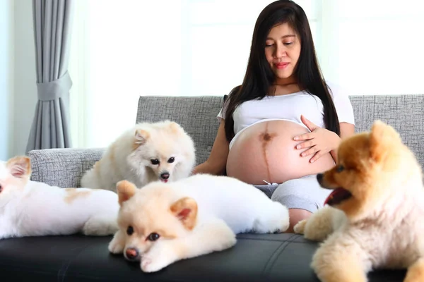 Frau schwanger und pommerscher Hund niedliche Haustiere im Wohnzimmer — Stockfoto