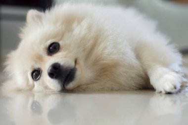 Beyaz pomeranian köpek