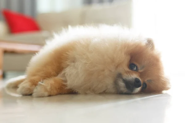 Peludo marrón pomeranian lindo perro pequeño mascota friendly — Foto de Stock