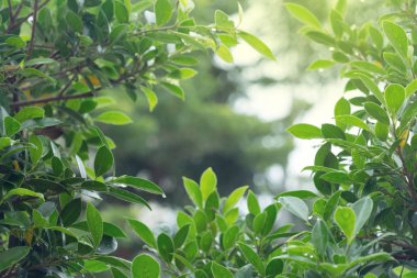 yeşil ışık bokeh doğa ile ağaç yaprak yağmur damla su