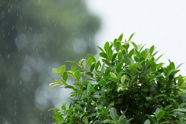 yaprak yeşil ağaç doğal zemin üzerine düşen yağmur damlası