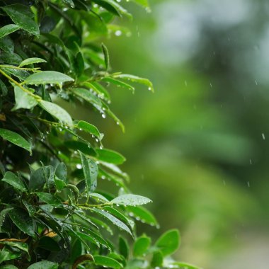 yaprak yeşil ağaç doğal zemin üzerine düşen yağmur damlası