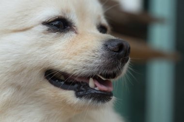 Beyaz Köpek Pomeranian köpek, Sevimli evcil hayvan mutlu dostu