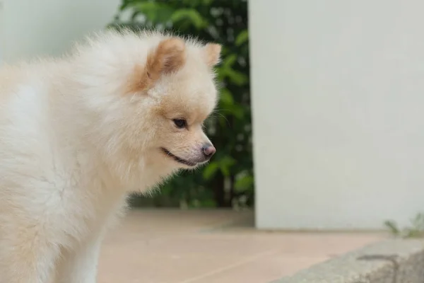 White puppy pomeranian dog, cute pet happy friendly — Stock Photo, Image