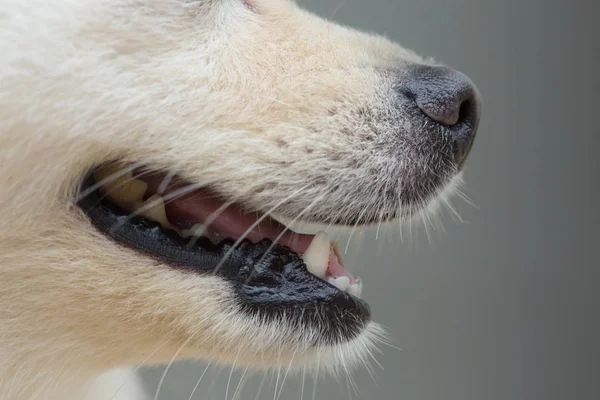 black nose smell of white dog, close up image