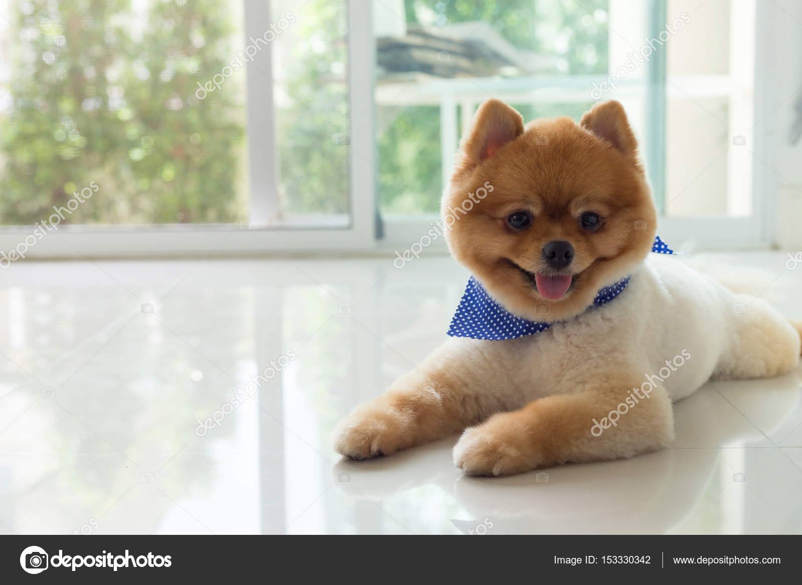 Pomeranian puppy dog cute pet Stock Photo by ©Sutichak 153330342