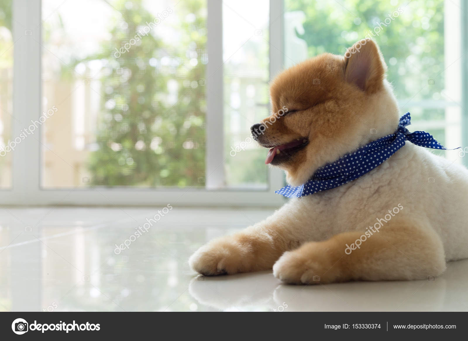 Pomeranian puppy dog cute pet Stock Photo by ©Sutichak 153330374 Pomeranian puppy dog cute pet Stock Photo by ©Sutichak 153330374