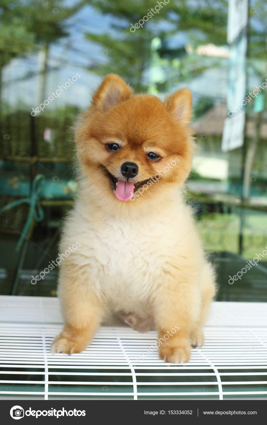 ポメラニアン犬かわいい笑顔 ストック写真 C Sutichak