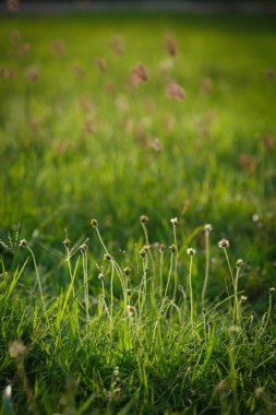 yeşil çimen çiçek alanı