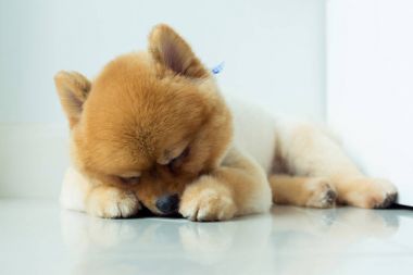 pomeranian köpek yavrusu köpek sevimli evcil hayvan uyku