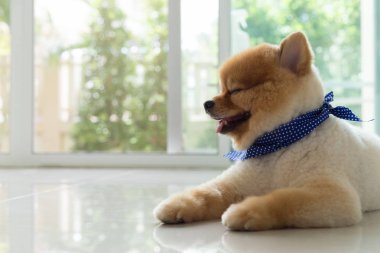 Pomeranian köpek yavrusu köpek şirin evde beslenen hayvan