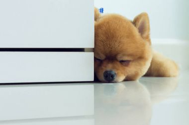 pomeranian köpek yavrusu köpek sevimli evcil hayvan uyku
