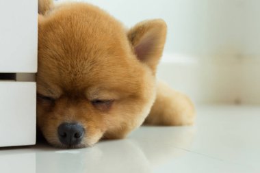 pomeranian köpek yavrusu köpek sevimli evcil hayvan uyku
