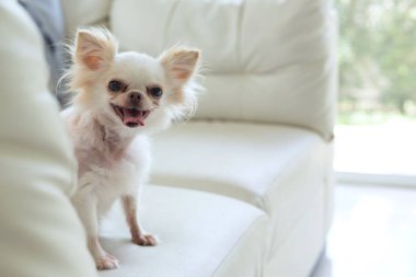 Chihuahua köpek şirin evde beslenen hayvan