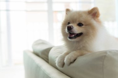 Pomeranian köpek şirin evde beslenen hayvan mutlu gülümseme içinde ev