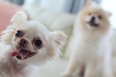evde beslenen hayvan mutlu gülümseme Chihuahua ve pomeranian köpek sevimli