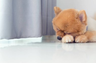 Uyuyan pomeranian köpek yavrusu köpek