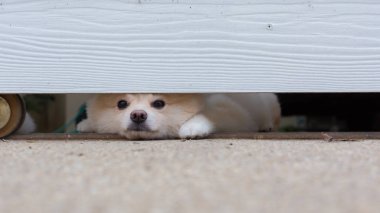 Pomeranian köpek sevimli evcil hayvan