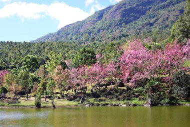 Güzel kiraz çiçeği manzara doğa Park seyahat