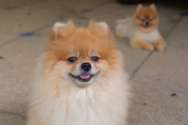 Glad pomeranian hund söt husdjur leende vänliga — Stockfoto