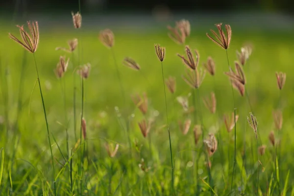 Campo de flores de hierba verde — Foto de Stock