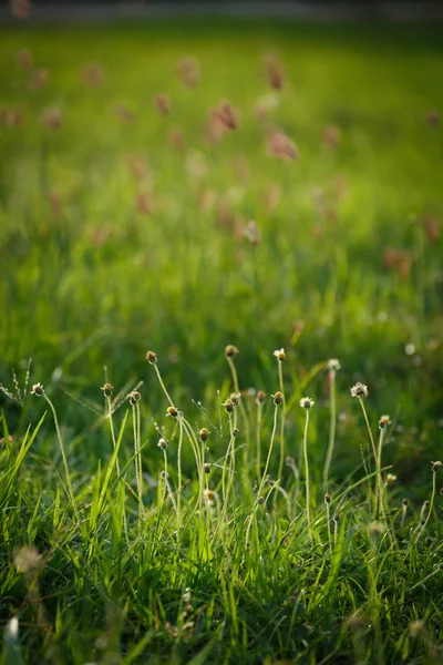 Grünes Grasblumenfeld — Stockfoto