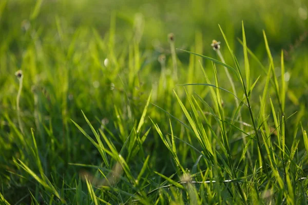 Erba verde campo di fiori — Foto Stock