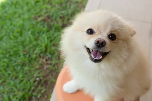 Vit valp pomeranian hund söt husdjur leende glad i trädgården — Stockfoto