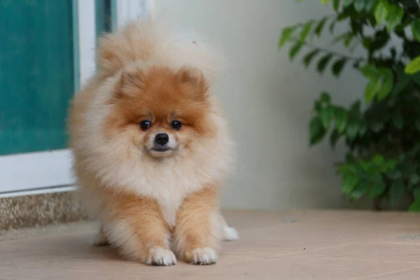 Fluffy brown pomeranian cute dog small pet friendly — Stock Photo, Image