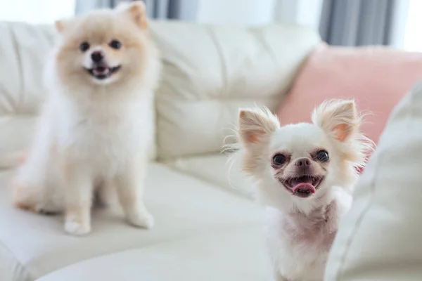 Chihuahua e cane pomerania carino animale domestico sorriso felice — Foto Stock
