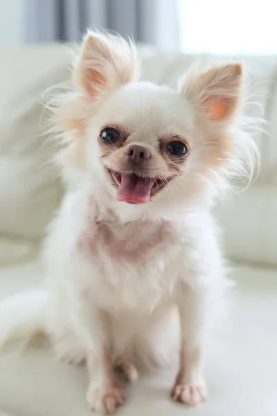 Chihuahua Hund niedliches Haustier — Stockfoto