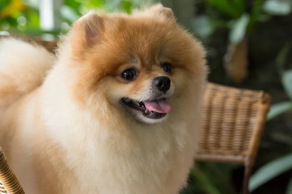 Happy pomeranian dog cute pet smile friendly — Stock Photo, Image