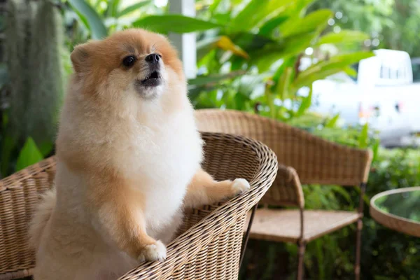 Feliz perro pomerania linda mascota sonrisa amigable —  Fotos de Stock