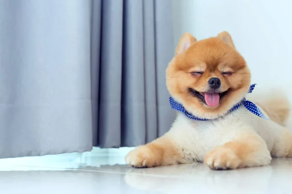 Cachorro de pomerania perro lindo mascota — Foto de Stock