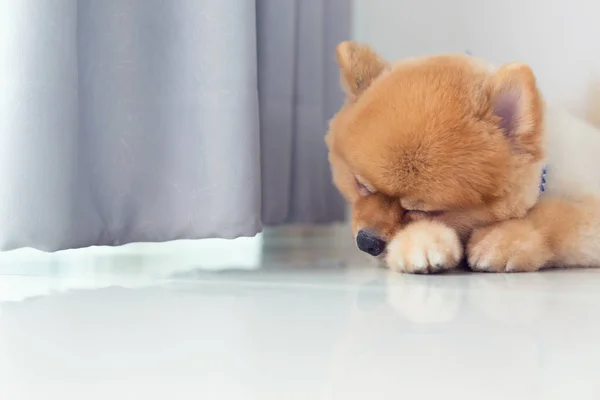眠っているポメラニアン仔犬 — ストック写真