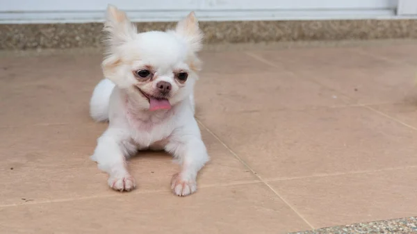 Chihuahua pequeno cão bonito animal de estimação sorriso feliz — Fotografia de Stock