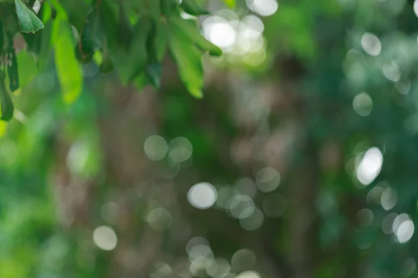 green bokeh light through tree in summer nature