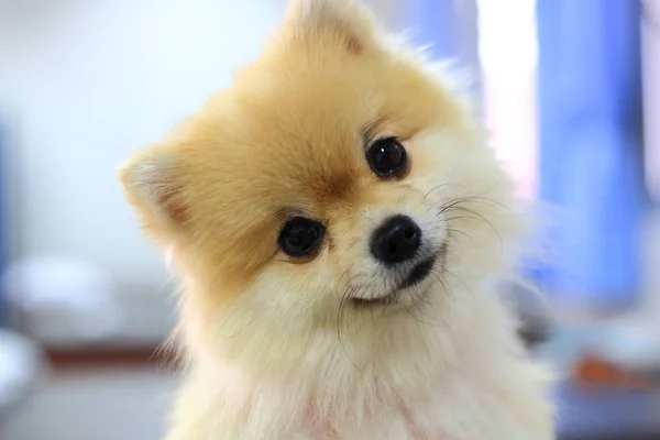 Pomeranian 개 귀여운 행복 한 미소 — 스톡 사진