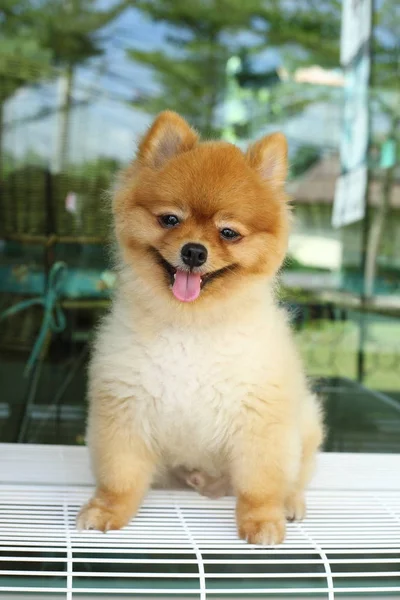 Pomerániai kutya aranyos boldog mosoly — Stock Fotó