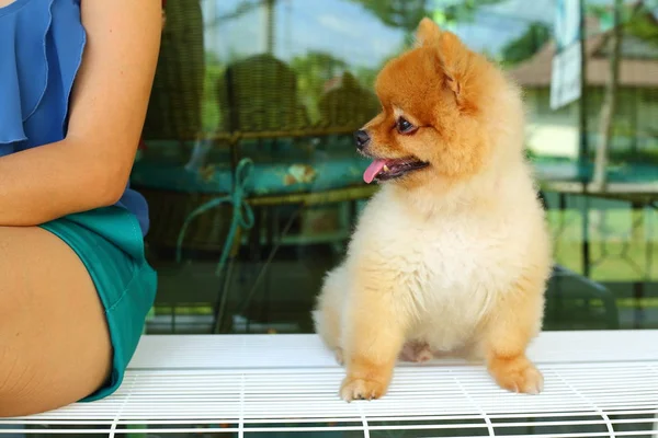 Pomeranian hund söt lyckligt leende — Stockfoto