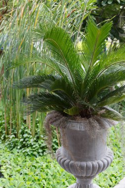 ağaç bitkiler yeşil bahçe saksı