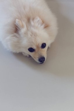 Beyaz pomeranian köpek