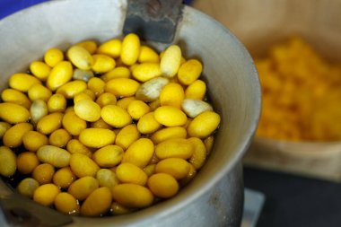 Altın sarı koza ipekböceği işleme İpek iplik Tekstil