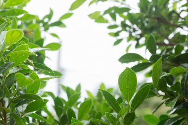 yeşil ışık bokeh doğa ile ağaç yaprak yağmur damla su