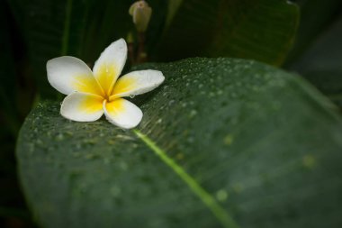 ağaçta açan beyaz frangipani plumeria tropikal spa çiçek